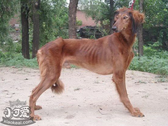 細(xì)犬怎么洗澡 中國細(xì)犬洗澡方法及注意事項(xiàng)1