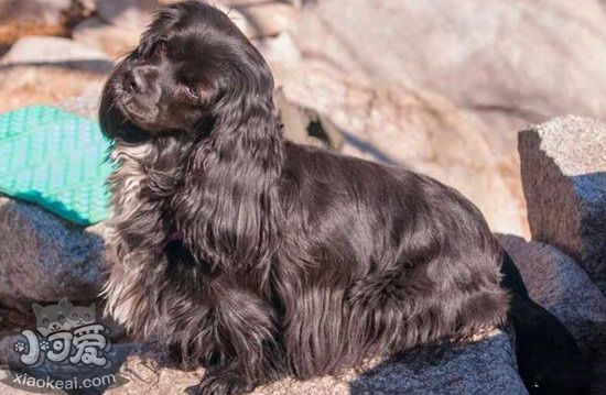 英國可卡犬怎么養(yǎng) 英國可卡犬飼養(yǎng)方法1