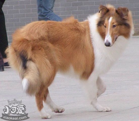 蘇格蘭牧羊犬怎么養(yǎng) 蘇格蘭牧羊犬飼養(yǎng)方法1