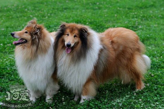 蘇格蘭牧羊犬毛發(fā)怎么打理 蘇格蘭牧羊犬毛發(fā)打理方法1