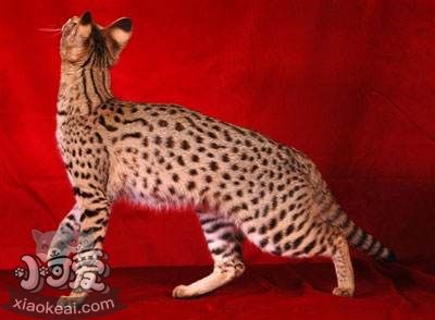 阿舍拉貓貓癬怎么治療 阿舍拉貓貓癬癥狀以及治療方法