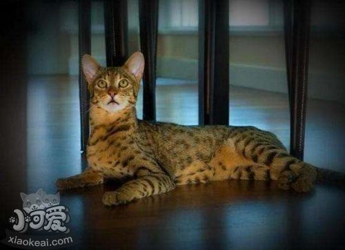 阿舍拉貓常見腫瘤有哪些 常見腫瘤表現(xiàn)介紹