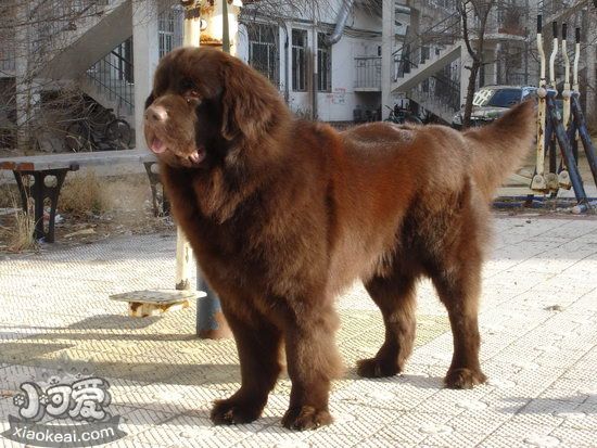 紐芬蘭犬怎么養(yǎng) 紐芬蘭犬飼養(yǎng)心得1