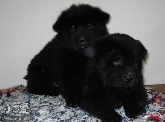 紐芬蘭犬毛發(fā)怎么護(hù)理 紐芬蘭犬毛發(fā)護(hù)理方法1