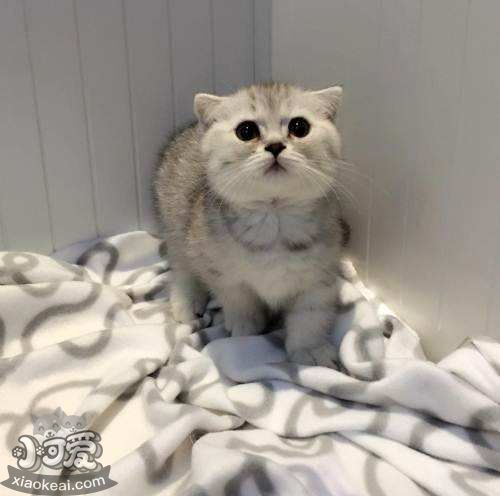 曼基康貓腦積水怎么治療 腦積水治療方法