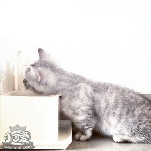 曼基康貓腦積水怎么治療 腦積水治療方法