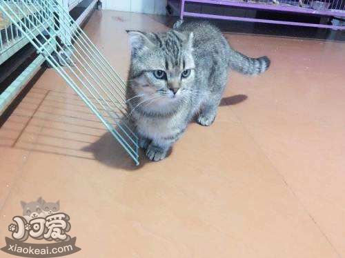 怎么預(yù)防曼基康貓腎結(jié)石 腎結(jié)石預(yù)防必備知識(shí)