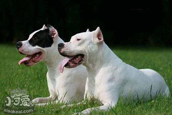 杜高犬幼犬怎么養(yǎng) 杜高犬幼犬飼養(yǎng)注意事項(xiàng)1