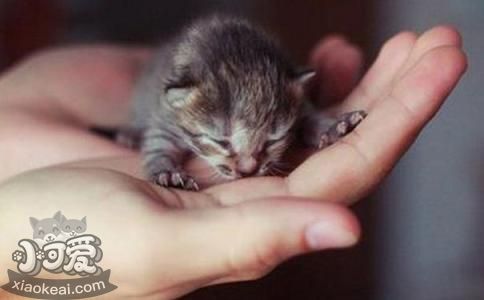 茶杯貓胃不舒服怎么辦 茶杯貓胃不舒服解決辦法