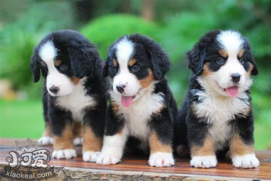 伯恩山幼犬怎么養(yǎng) 伯恩山犬幼犬喂養(yǎng)注意事項(xiàng)1