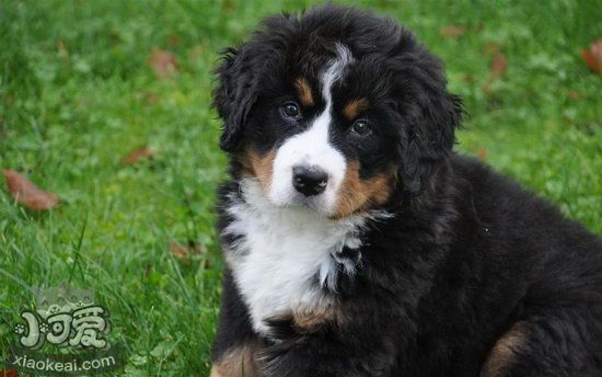 夏天如何預(yù)防狗狗中暑 狗狗中暑癥狀及預(yù)防治療方法