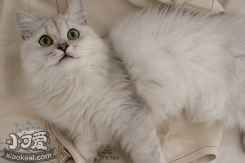 蒂凡尼貓暈車(chē)有什么表現(xiàn) 蒂凡尼貓暈車(chē)表現(xiàn)