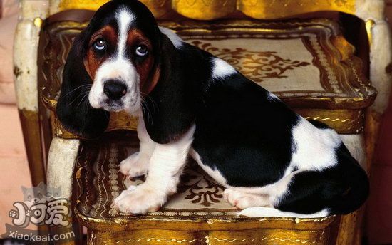 巴吉度犬毛發(fā)怎么護理 巴吉度犬毛發(fā)護理心得分享1