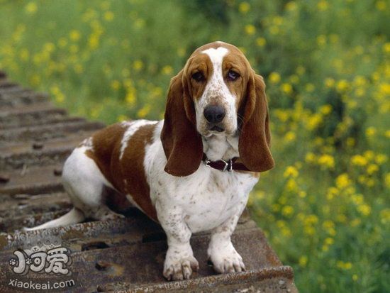 巴吉度犬吃什么狗糧好 巴吉度犬狗糧選擇推薦1