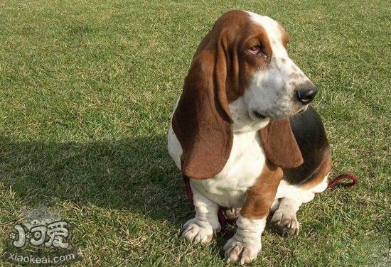 巴吉度犬怎么養(yǎng) 巴吉度犬飼養(yǎng)方法及注意事項(xiàng)1