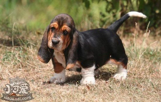 巴吉度犬怎么養(yǎng) 巴吉度犬飼養(yǎng)方法及注意事項(xiàng)2