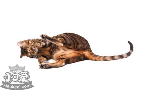 玩具虎貓眼屎多怎么回事 可能是眼部疾病