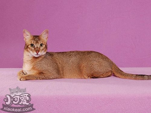 非洲獅子貓發(fā)燒怎么辦 非洲獅子貓發(fā)燒解決辦法