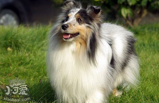 喜樂蒂幼犬怎么養(yǎng) 喜樂蒂牧羊犬幼犬喂養(yǎng)方法1