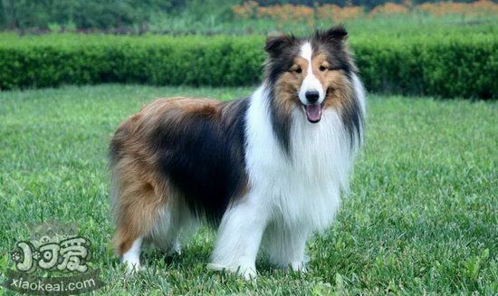 喜樂(lè)蒂怎么護(hù)理 喜樂(lè)蒂牧羊犬日常護(hù)理方法1