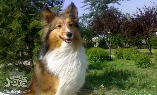 喜樂(lè)蒂怎么清理耳朵 喜樂(lè)蒂牧羊犬耳朵清理方法1