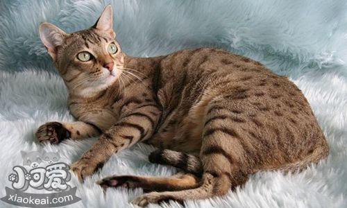 澳大利亞霧貓得了皮膚病怎么治療