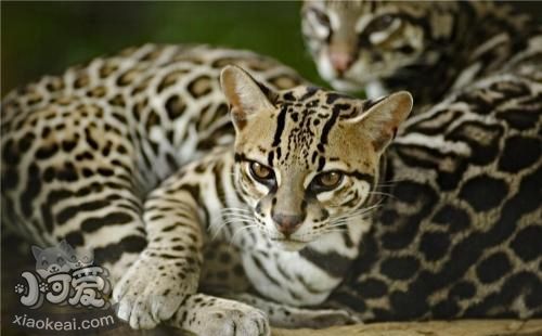 豹貓便秘怎么辦 豹貓便秘癥狀及治療方法