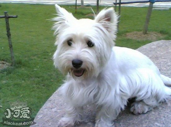 西高地白梗幼犬怎么養(yǎng) 兩三個月的小西高地白梗喂養(yǎng)方法1