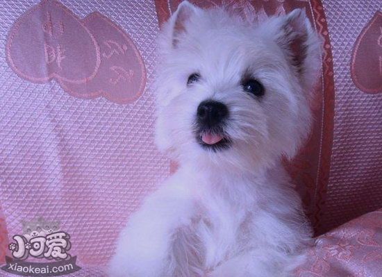 西高地白梗怎么護(hù)理 西高地白梗日常護(hù)理注意事項(xiàng)1