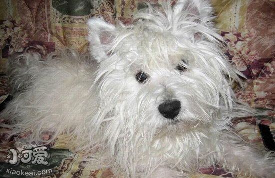 西高地白梗怎么修毛 西高地白梗修剪毛發(fā)教程詳解