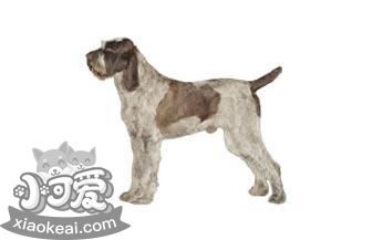 史畢諾犬毛發(fā)怎么護(hù)理 史畢諾犬毛發(fā)護(hù)理方法