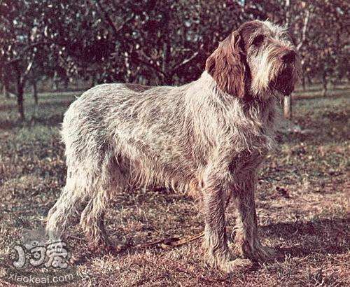 史畢諾犬怎么養(yǎng)  史畢諾犬飼養(yǎng)要點(diǎn)