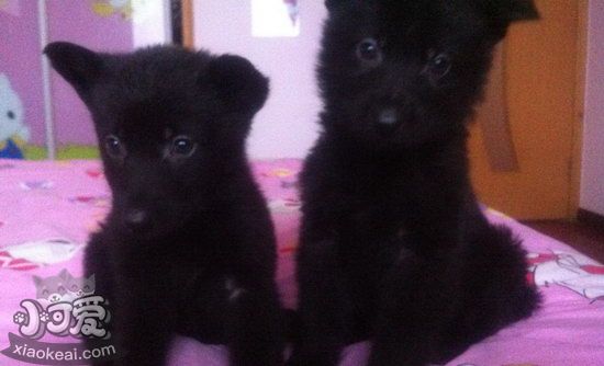 比利時(shí)牧羊犬幼犬怎么喂 比利時(shí)牧羊幼犬喂養(yǎng)方法1