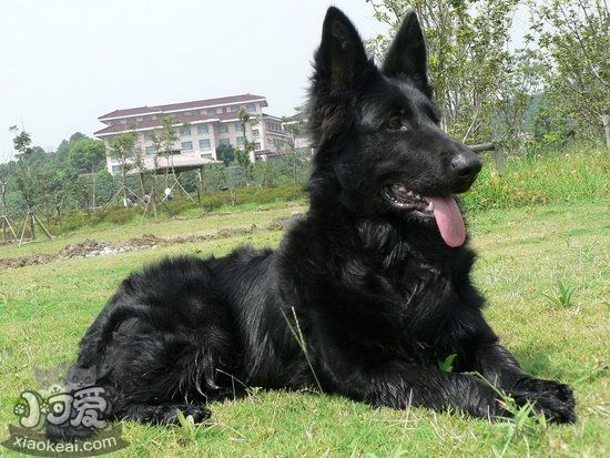 比利時牧羊犬怎么養(yǎng) 比利時牧羊犬飼養(yǎng)護理方法1