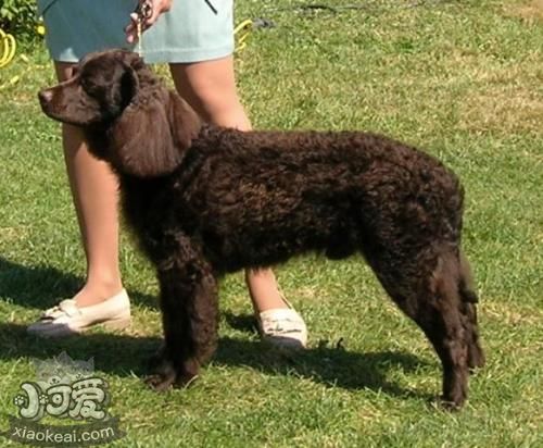 美國(guó)水獵犬掉毛怎么辦 美國(guó)水獵犬掉毛程度介紹