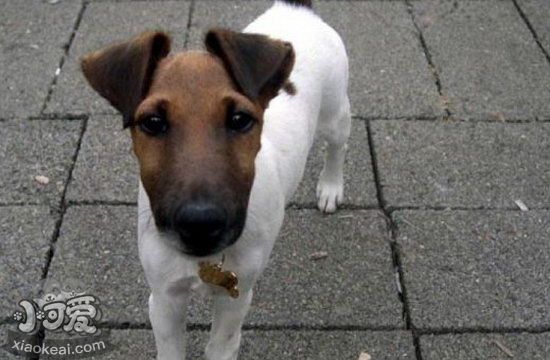 短毛獵狐梗怎么喂養(yǎng) 短毛獵狐梗飼養(yǎng)常識1