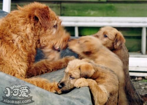 愛(ài)爾蘭梗多久洗一次澡 愛(ài)爾蘭梗洗澡步驟