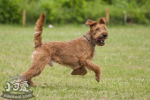 愛爾蘭梗好養(yǎng)嗎 愛爾蘭梗飼養(yǎng)手冊(cè)