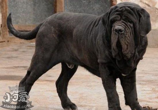 扭玻利頓犬吃什么好 扭玻利頓犬狗糧選擇推薦1