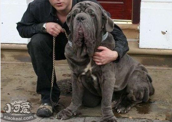 扭玻利頓犬耳朵怎么清潔 扭玻利頓犬耳朵清潔護(hù)理方法1