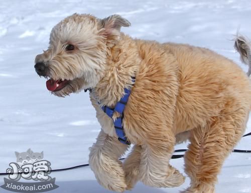 愛爾蘭梗怎么美容 奧爾蘭梗毛發(fā)美容步驟