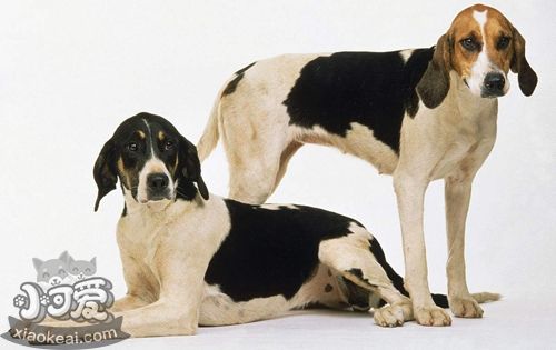 英國獵狐犬性格怎么樣 優(yōu)秀護衛(wèi)犬種