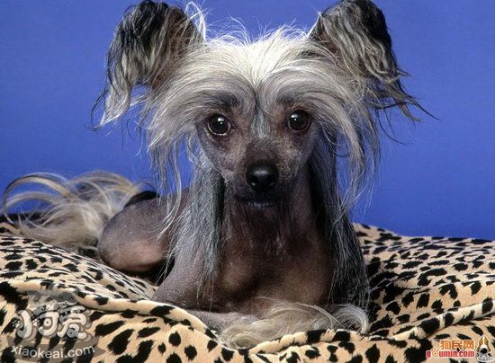 冠毛犬怎么養(yǎng) 中國冠毛犬飼養(yǎng)方法1