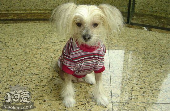 冠毛犬怎么美容 中國(guó)冠毛犬美容方法1