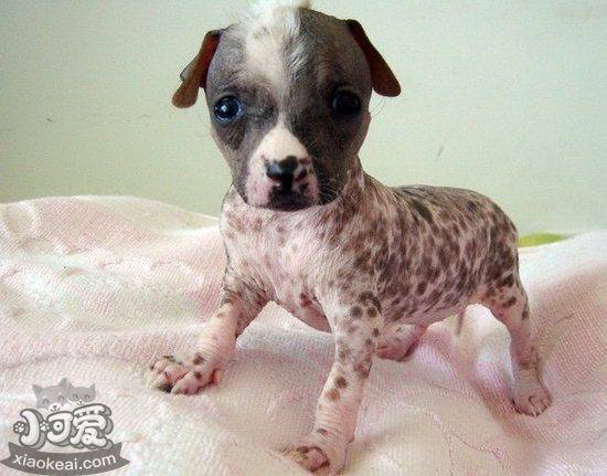 冠毛犬耳朵怎么清理 中國(guó)冠毛犬耳朵清理方法1