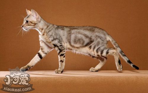 肯尼亞貓感冒怎么治療 冬季預(yù)防感冒方法