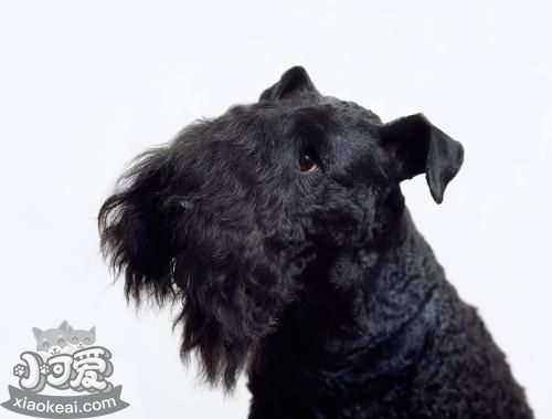 凱利藍(lán)梗怎么喂養(yǎng) 凱利藍(lán)梗喂養(yǎng)手冊