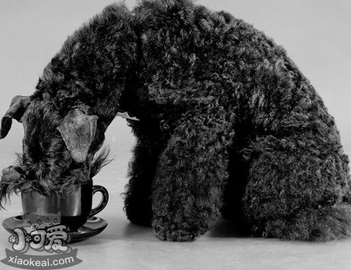 凱利藍(lán)梗幼犬吃什么 幼犬飲食應(yīng)注意