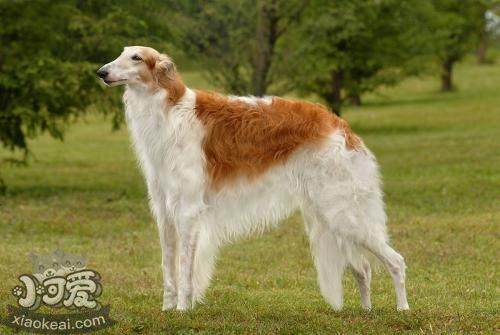 蘇俄獵狼犬吃什么 合理科學(xué)喂養(yǎng)蘇俄獵狼犬