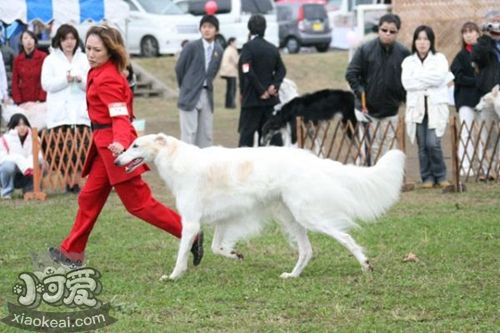蘇俄獵狼犬怎么修剪指甲 蘇俄獵狼犬護(hù)理之剪指甲